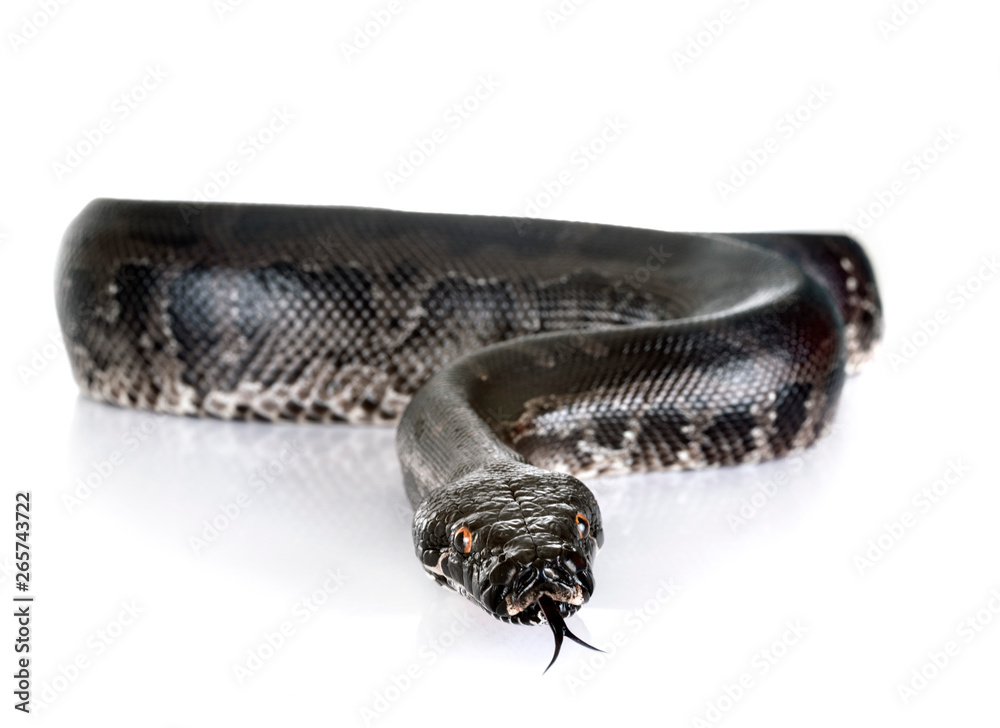 Naklejka premium Python curtus in studio