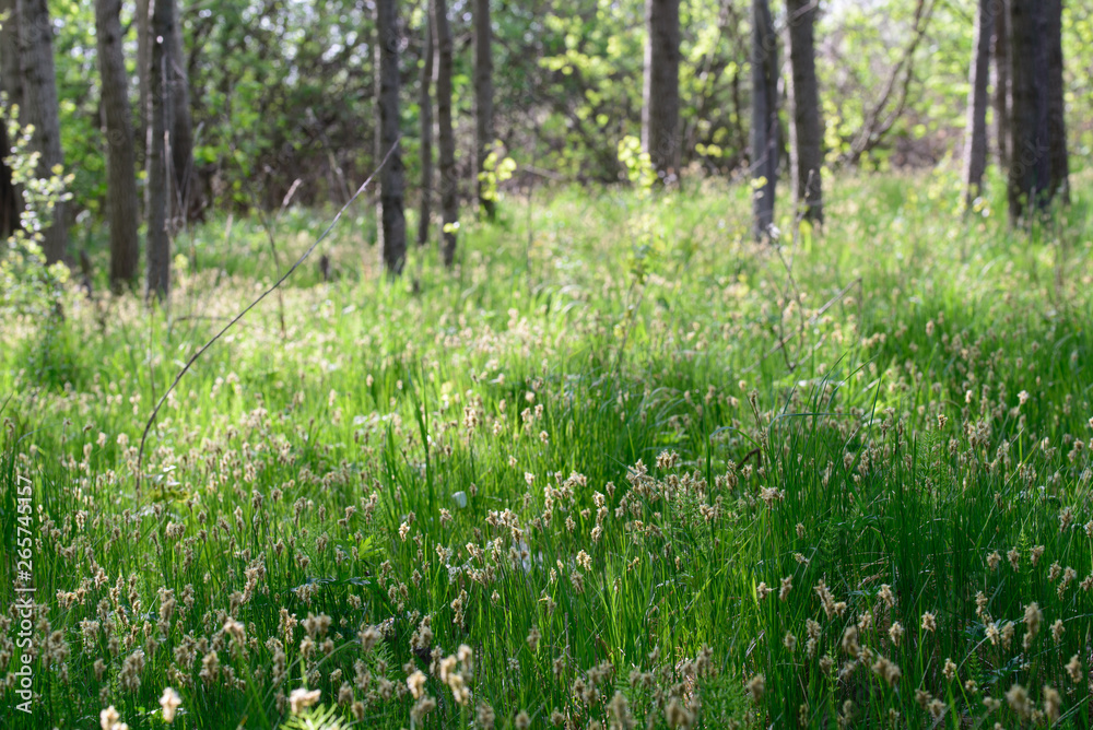 flowering grass in wetland forest selective focus flowering grass in wetland forest selective focus