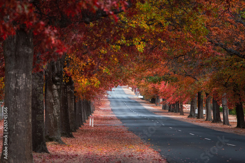 Empty road with dense red-orange autumn trees on the side.