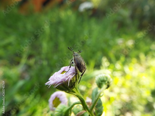 ヒゲブトハナムグリ leaf beetle © present4_u
