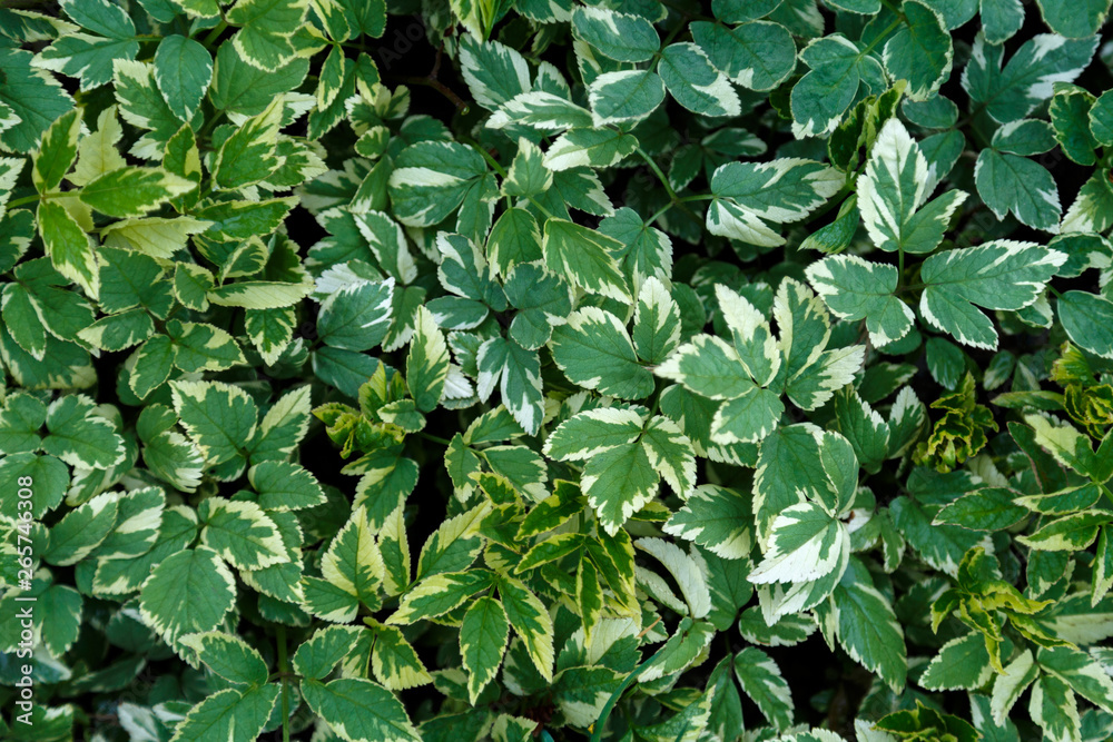 Green and white leaves of the plant Aegopodium. Garden ornamental plant. Weed garden plant. Green and white leaves of the plant Aegopodium. Garden ornamental plant. Weed garden plant.