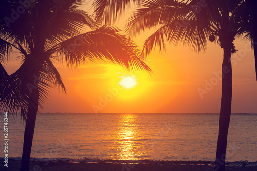 coconut tree at tropical coast,made with Vintage Tones,Warm tones © minicase