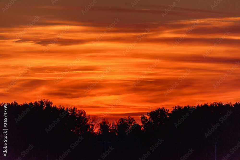 Beautiful color dramatic sunset. Evening sky over the silhouettes of the treetops.