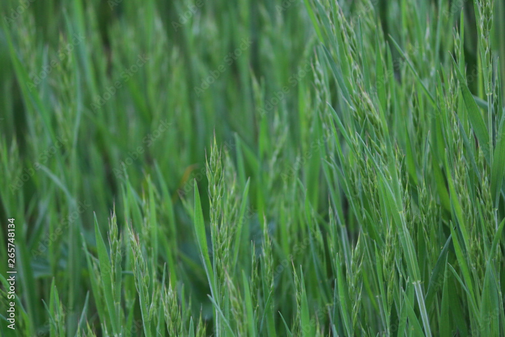 Gras Gras