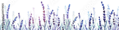 lavender watercolor banner. hand drawn illustration. flower field.