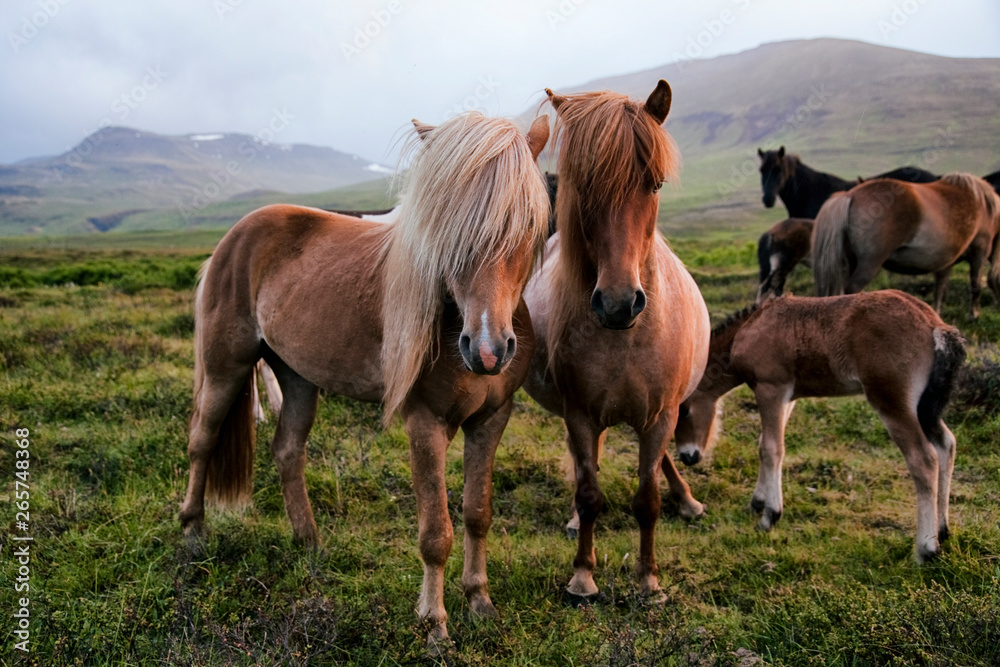 Portrait of a beautiful Icelandic horses