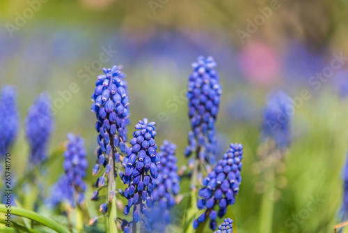 Bee and Purple Blue Grape Hyacinth Flowers in Spring in Latvia May 2019