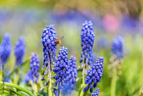 Bee and Purple Blue Grape Hyacinth Flowers in Spring in Latvia May 2019