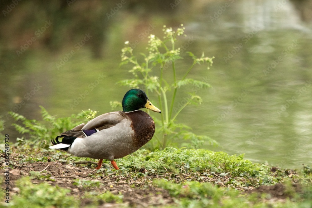 Obraz premium Mallard (Anas platyrhynchos) male duck standing on the shore of the lake, water in background, scene from wildlife, Switzerland, common bird in its environment