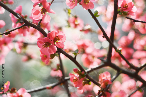 Wild apple tree in pink blossom late spring