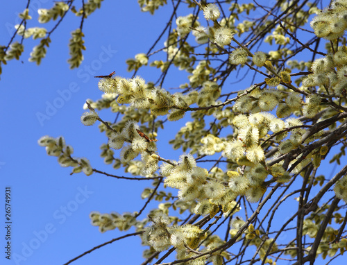 branches of willow with fluffy yellow earrings with butterflies and bees on the background of blue sky in the sunny, spring day. Easter festive mood