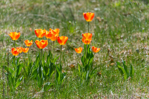 Orange and Yellow Tulips Blooming in a Garden in Spring
