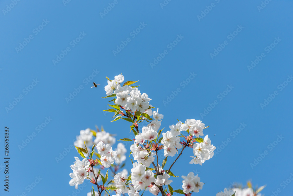 Bee and White Cherry Blossoms Blooming on a Tree in Riga, Latvia in Spring Bee and White Cherry Blossoms Blooming on a Tree in Riga, Latvia in Spring