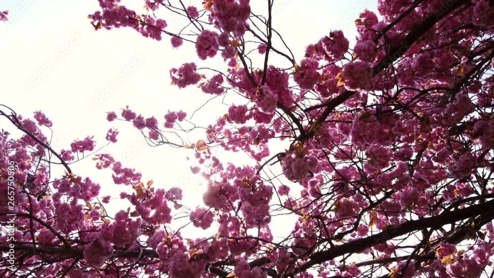 Dolly Shot of Cherry Blossom Bloom in Harrogate, North Yorkshire Dolly Shot of Cherry Blossom Bloom in Harrogate, North Yorkshire