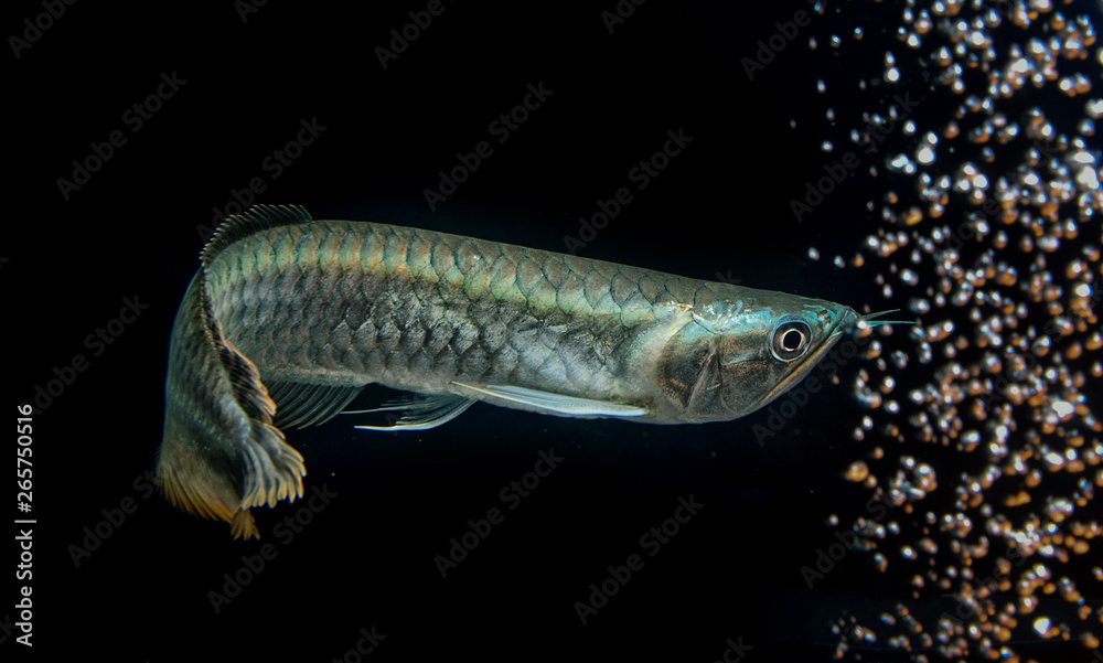 Fototapeta premium silver arowana fish in thailand