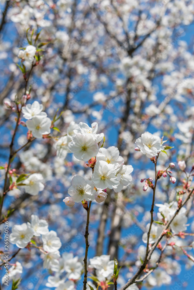 White Cherry Blossoms Blooming on a Tree in Riga, Latvia in Spring White Cherry Blossoms Blooming on a Tree in Riga, Latvia in Spring