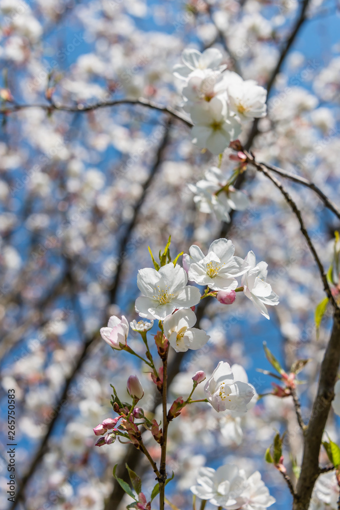 White Cherry Blossoms Blooming on a Tree in Riga, Latvia in Spring White Cherry Blossoms Blooming on a Tree in Riga, Latvia in Spring