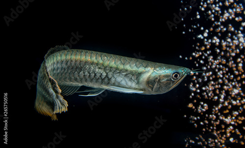 silver arowana fish in thailand