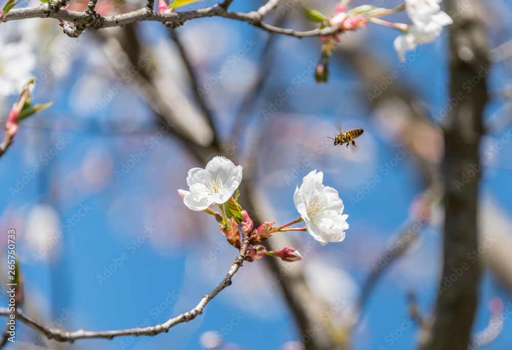 Bee and White Cherry Blossoms Blooming on a Tree in Riga, Latvia in Spring Bee and White Cherry Blossoms Blooming on a Tree in Riga, Latvia in Spring