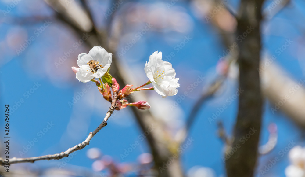 Bee and White Cherry Blossoms Blooming on a Tree in Riga, Latvia in Spring Bee and White Cherry Blossoms Blooming on a Tree in Riga, Latvia in Spring