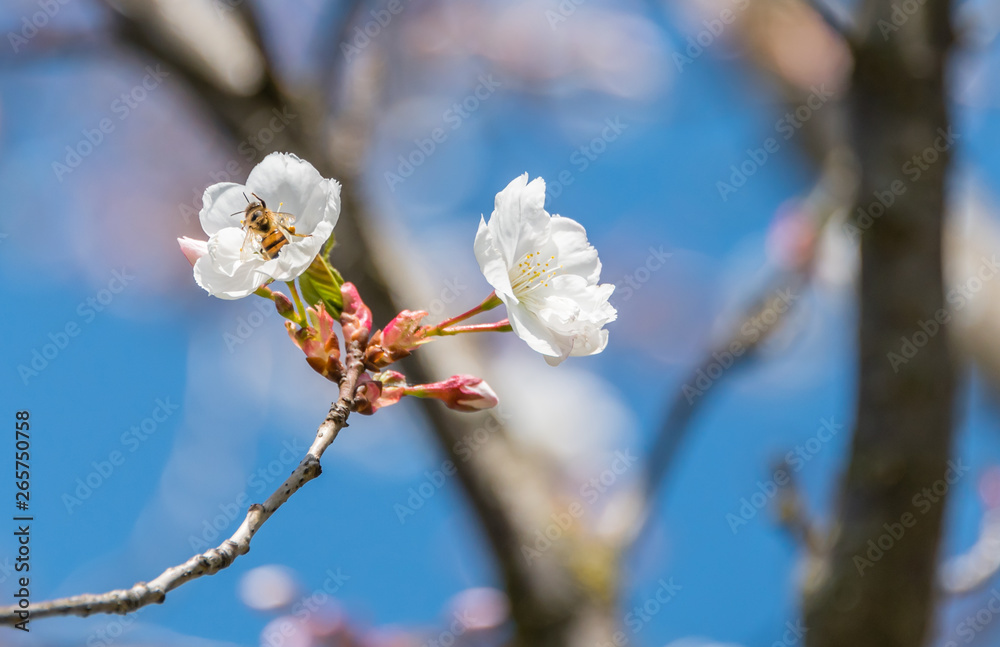 Bee and White Cherry Blossoms Blooming on a Tree in Riga, Latvia in Spring Bee and White Cherry Blossoms Blooming on a Tree in Riga, Latvia in Spring