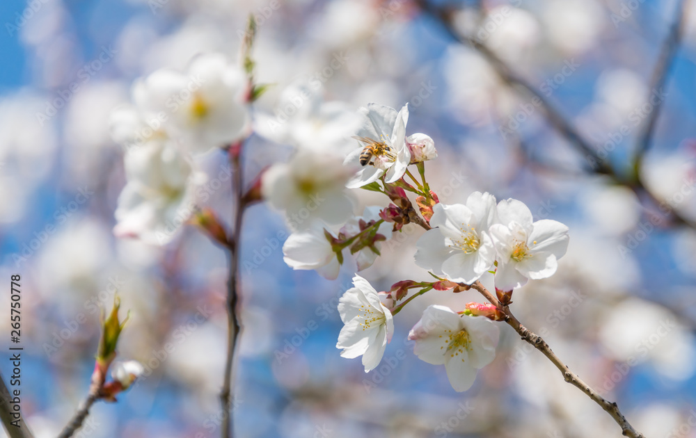 Bee and White Cherry Blossoms Blooming on a Tree in Riga, Latvia in Spring