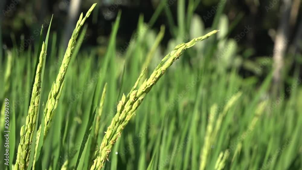 Ricefield clos-up in the morning with waterdrops/ bali Ricefield clos-up in the morning with waterdrops/ bali