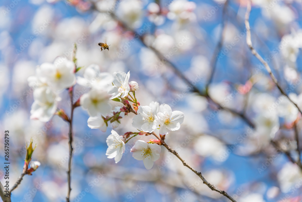 Bee and White Cherry Blossoms Blooming on a Tree in Riga, Latvia in Spring Bee and White Cherry Blossoms Blooming on a Tree in Riga, Latvia in Spring
