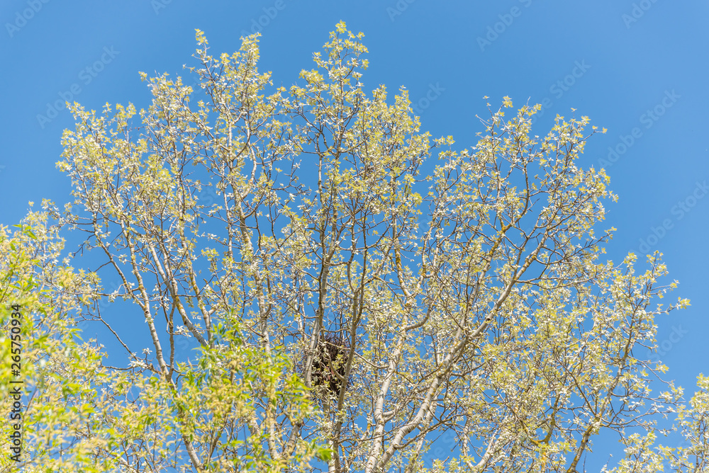 Birch Tree Beginning to Bloom in Early Spring in Latvia and Clear Blue Sky Birch Tree Beginning to Bloom in Early Spring in Latvia and Clear Blue Sky