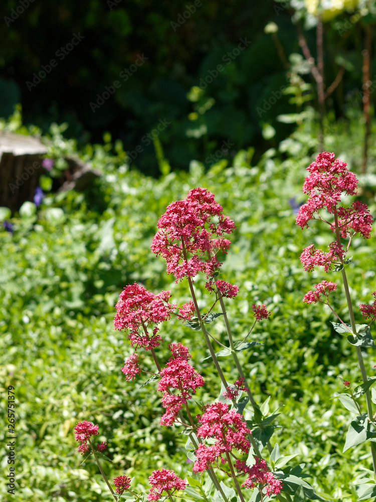 Centranthus ruber 'coccineus' - Centranthes à fleurs rouges foncées des sols rocailleux des garrigues de Provence Centranthus ruber 'coccineus' - Centranthes à fleurs rouges foncées des sols rocailleux des garrigues de Provence