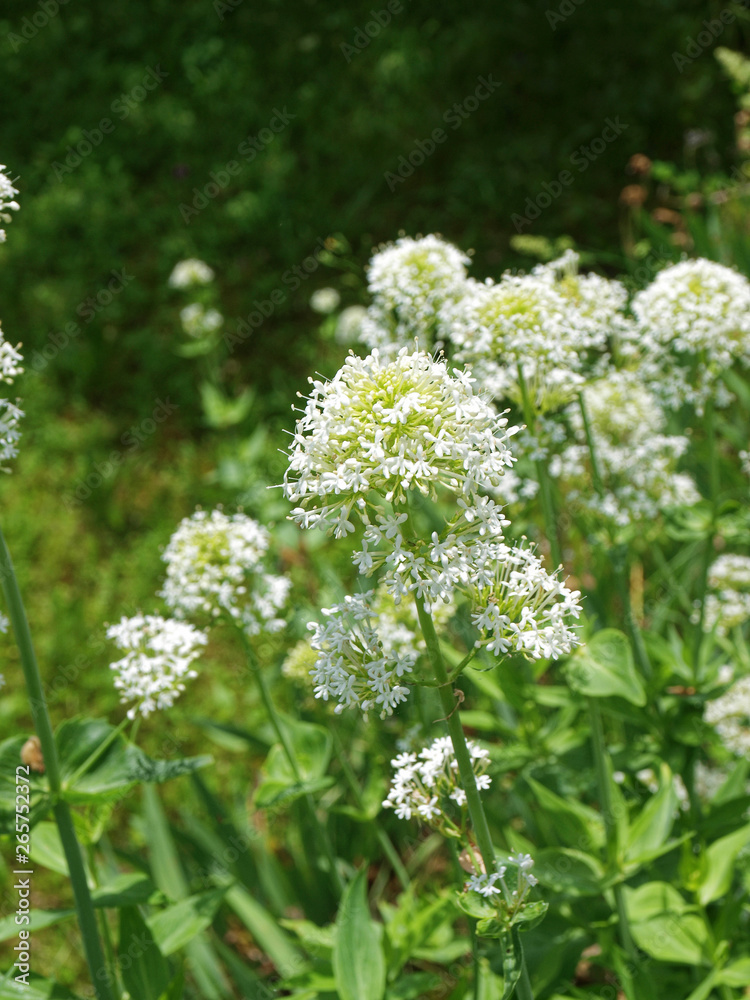 Centranthus ruber 'albus' - Centranthes à fleurs blanches des sols rocailleux de Provence Centranthus ruber 'albus' - Centranthes à fleurs blanches des sols rocailleux de Provence