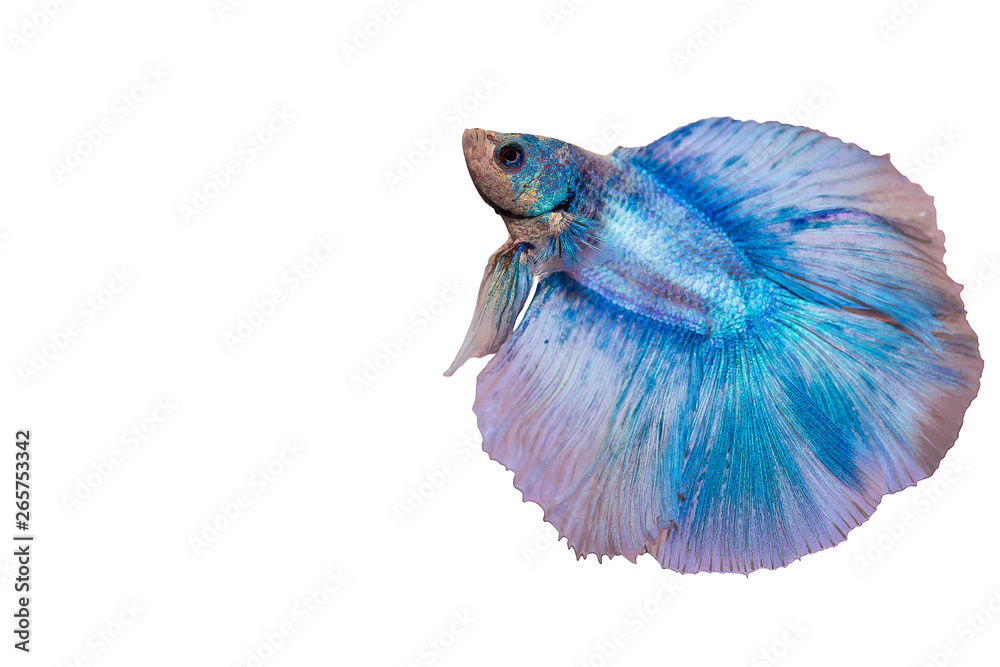 Obraz premium Siamese fighting fish Blue color
