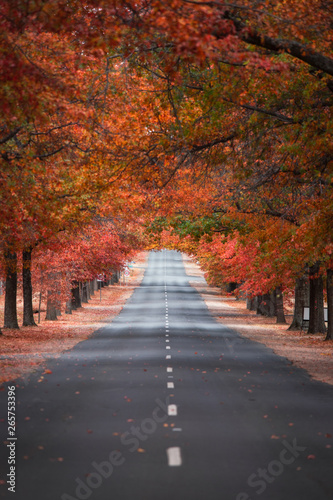 Straight empty view of Honours Avenue at Mount Macedon, Victoria with autumn leaves.