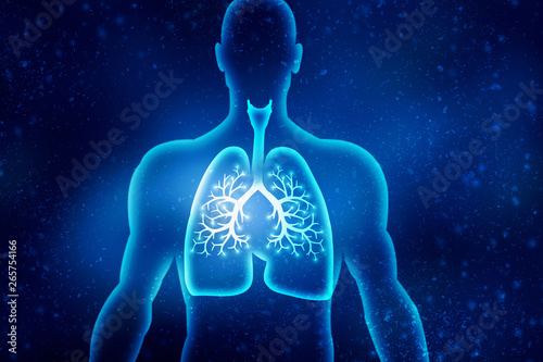 Healthy Human Lungs 2d illustration