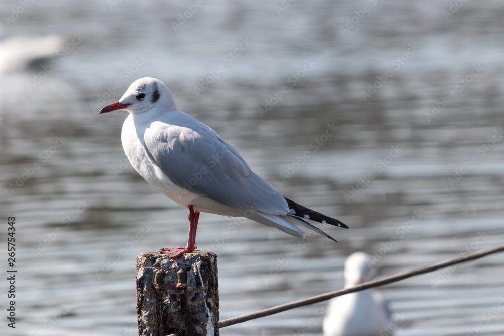 Obraz premium 旧中川のカモメ 東京都江戸川区平井