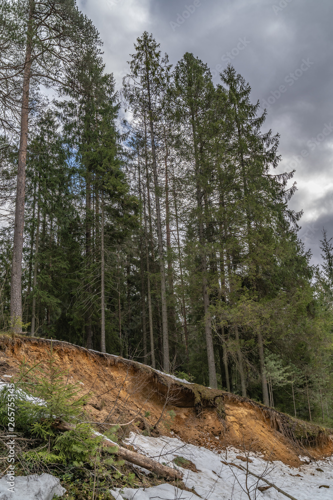 Landscape of the forest in early spring. Footpath covered with a thin layer of snow and green trees. Cloudy weather Landscape of the forest in early spring. Footpath covered with a thin layer of snow and green trees. Cloudy weather