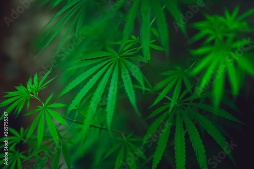 Marijuana leaves on a beautiful background Growing marijuana at the indoor cannabis farm Growing marijuana plants  top view