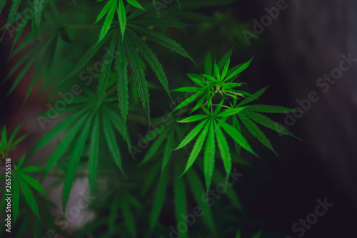 Marijuana leaves on a beautiful background Growing marijuana at the indoor cannabis farm Growing marijuana plants  top view