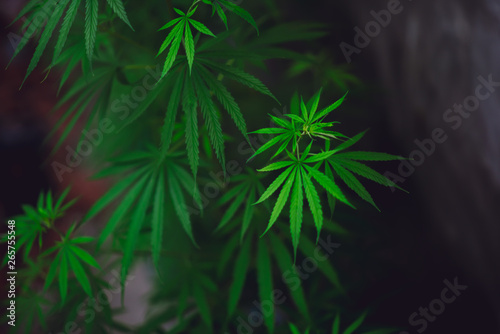 Marijuana leaves on a beautiful background Growing marijuana at the indoor cannabis farm Growing marijuana plants  top view