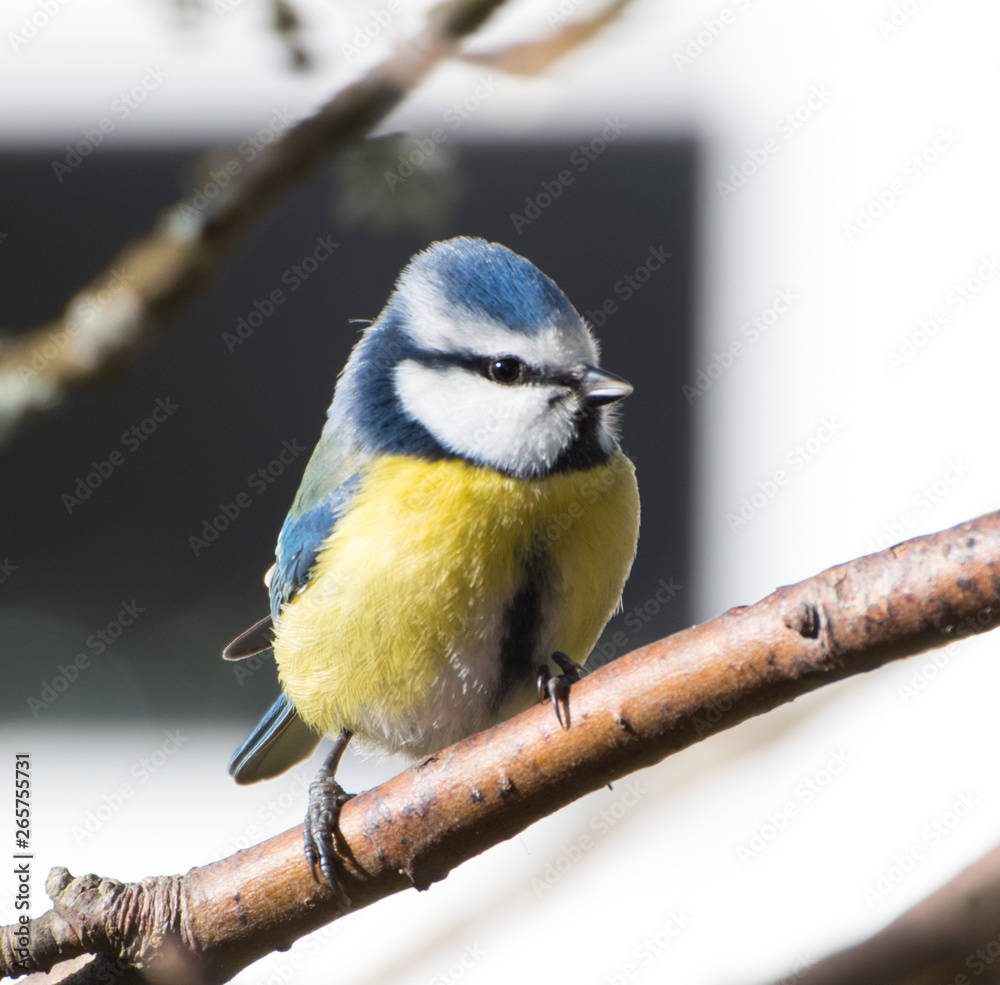 Blue Tit