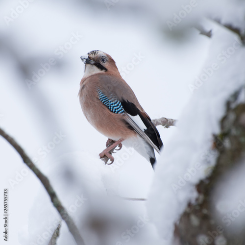 Eurasian Jay