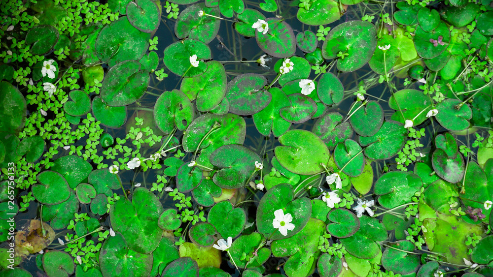 Natural Pattern of green leave