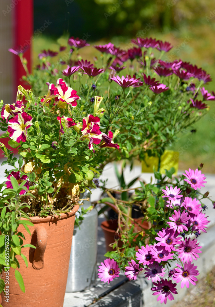 Sommerblumen im Garten Petunien und Sommerblumen im Garten Petunien und