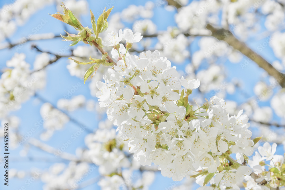 Kirschblütenzweig auf blauem Himmel im Frühling Banner