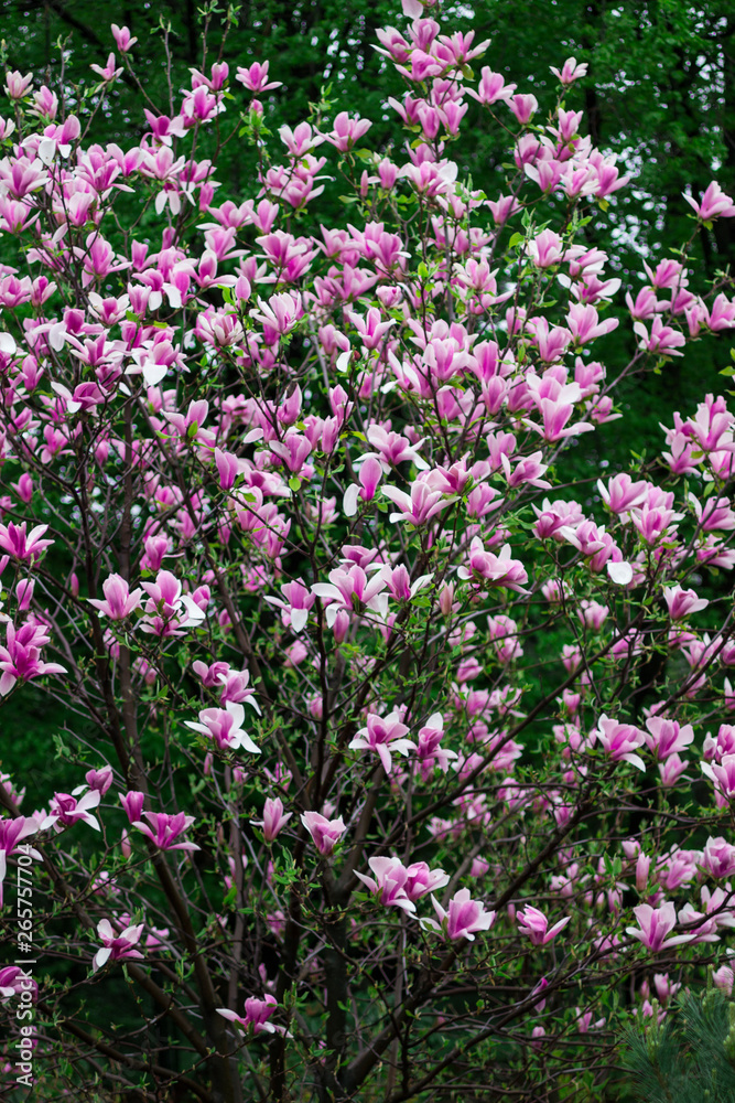 Magnolia tree with pink and white petals Magnolia tree with pink and white petals