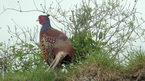male pheasant standing in the nature and looking