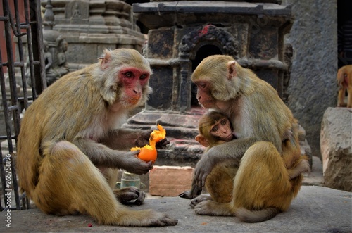 Canvas Print monkey family