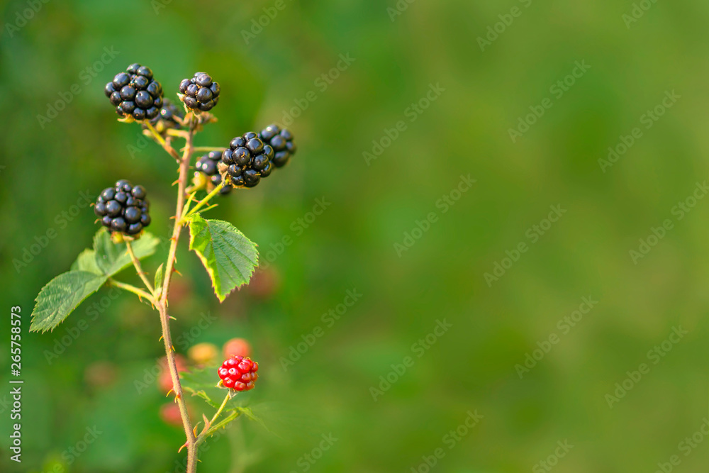Forest Blackberry growing on bush. Berries on blurred natural green background Forest Blackberry growing on bush. Berries on blurred natural green background