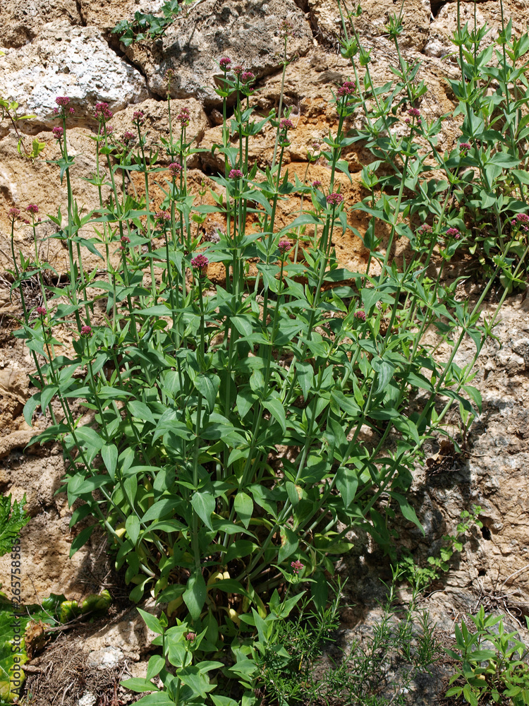 Obraz premium Centranthus ruber - Red valerian - Spur valerian or fox's brush, beautiful flowers of rocky soils of Provence scrubland