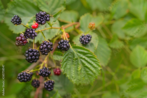 Forest Blackberry growing on bush. Berries on blurred natural green background
